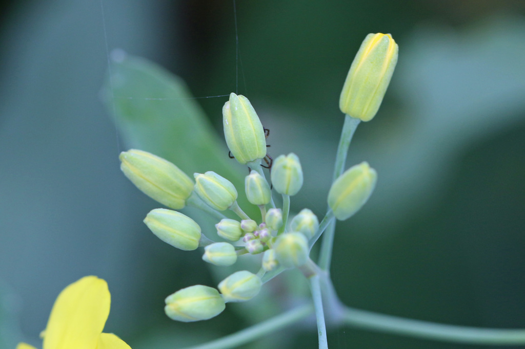 隠れても見えてるよ