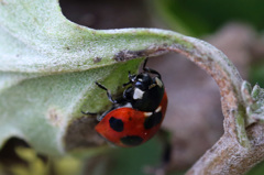 まだ寝ぼけてる