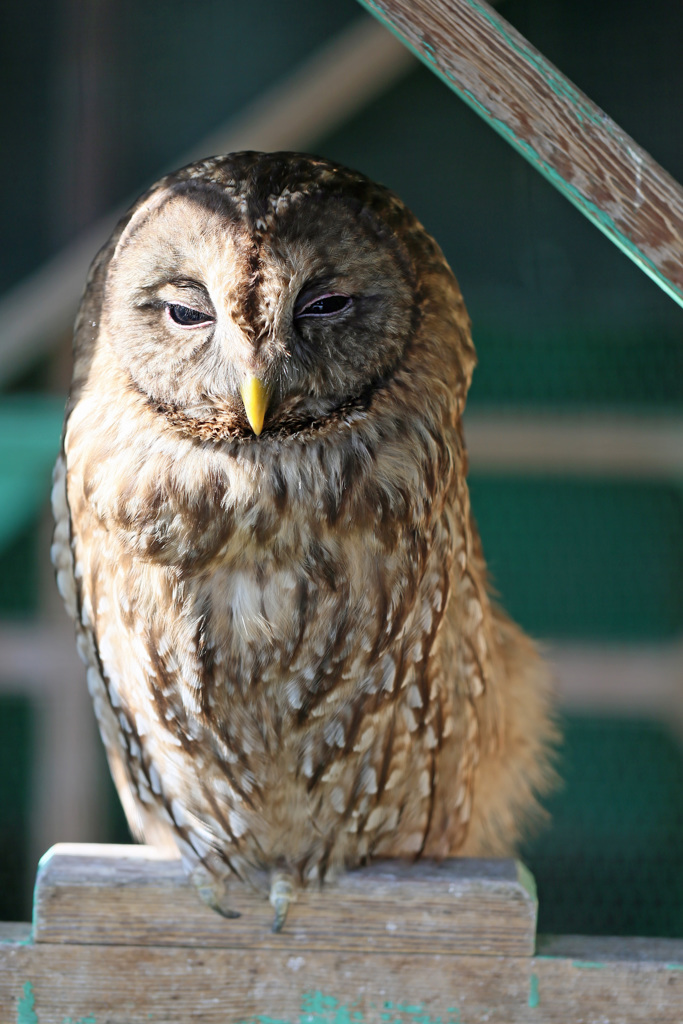 ふくろうさんポートレート