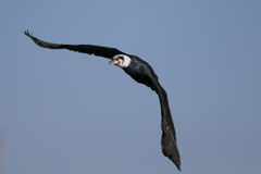 カワウアップで