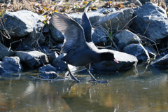 オオバン滑るその1