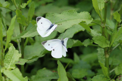 チョウが舞う-3