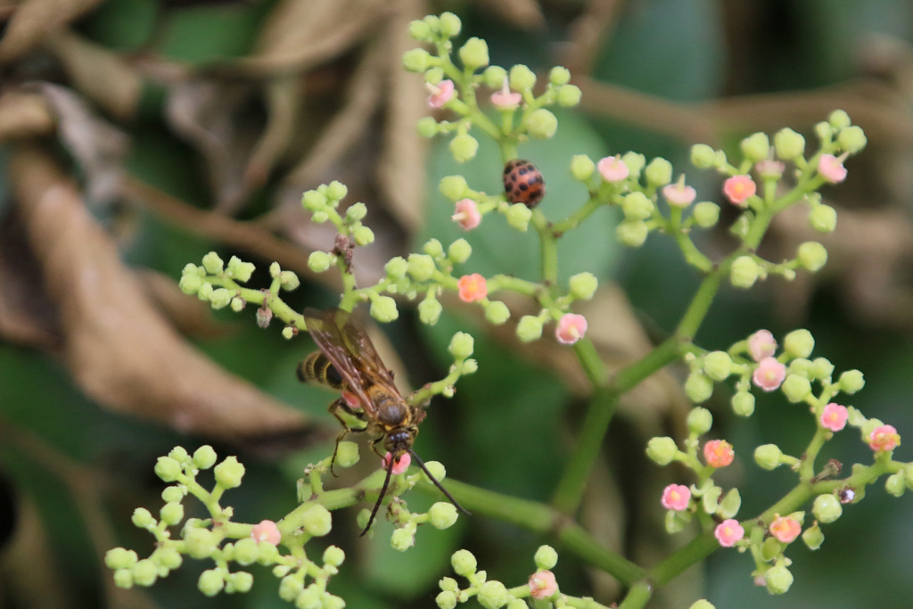 右のすみにテントウムシ