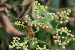 右のすみにテントウムシ