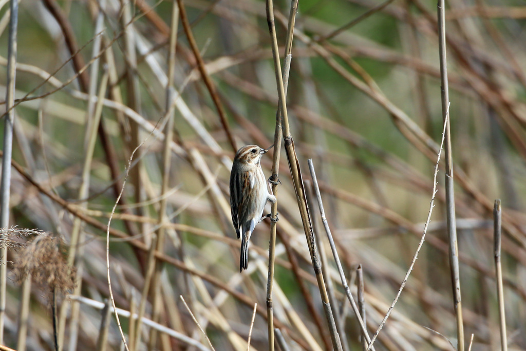 オオジュリンその2