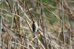 オオジュリンその2