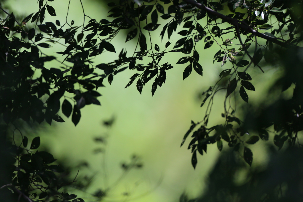 緑のシルエット