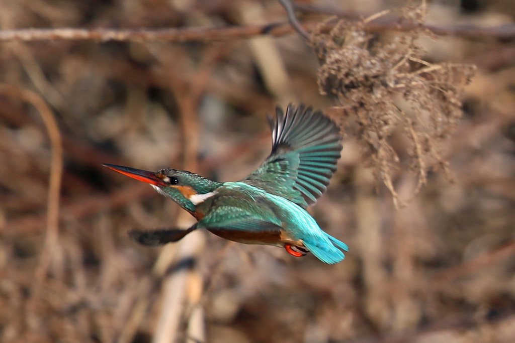 カワセミ飛行中