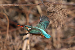 カワセミ飛行中