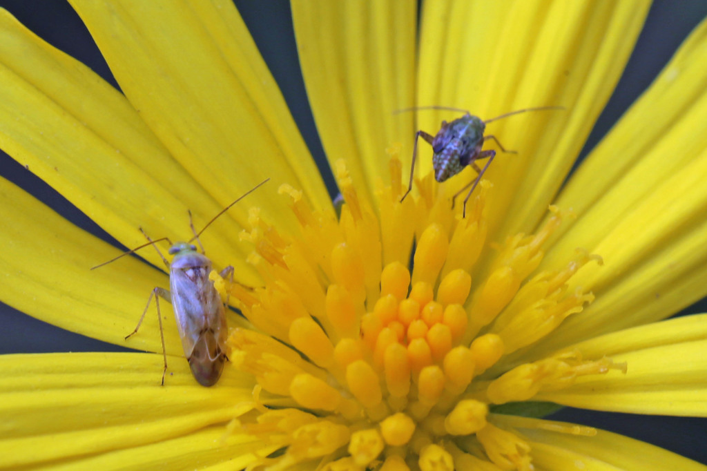 ムシさん頑張って