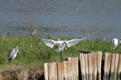 家来を従えヘラサギさん