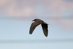 たまには飛ぶのねゴイサギ君