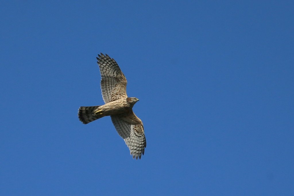 青空にオオタカ幼鳥