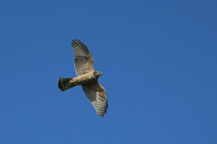 青空にオオタカ幼鳥