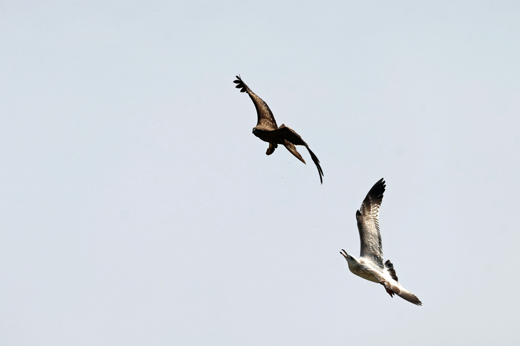 セグロカモメに追われる