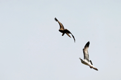 セグロカモメに追われる