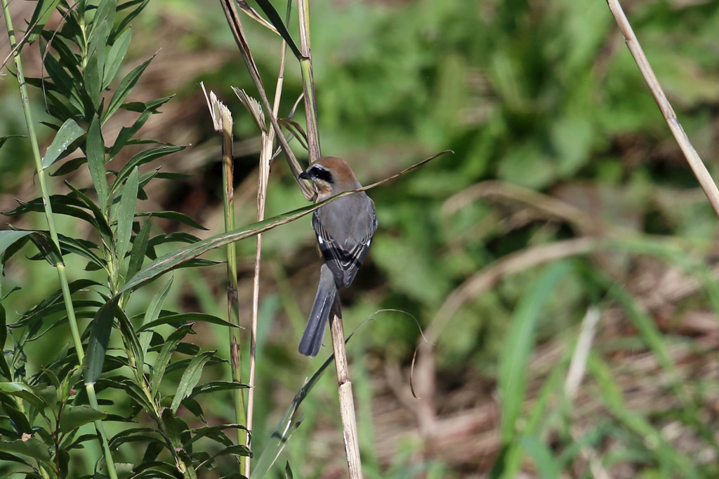 背中綺麗でしょ