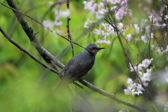 桜の中で