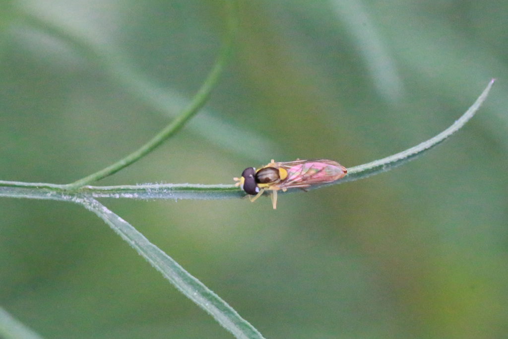 メタリックの羽