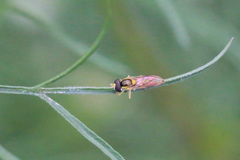 メタリックの羽