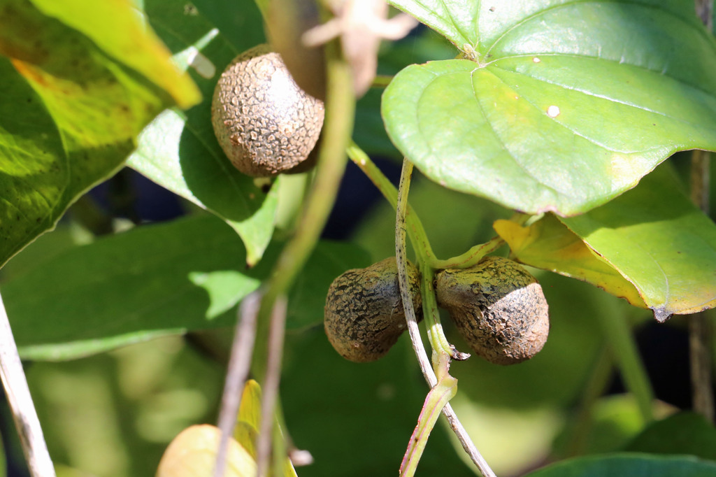 むかご美味しいよ
