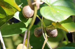 むかご美味しいよ