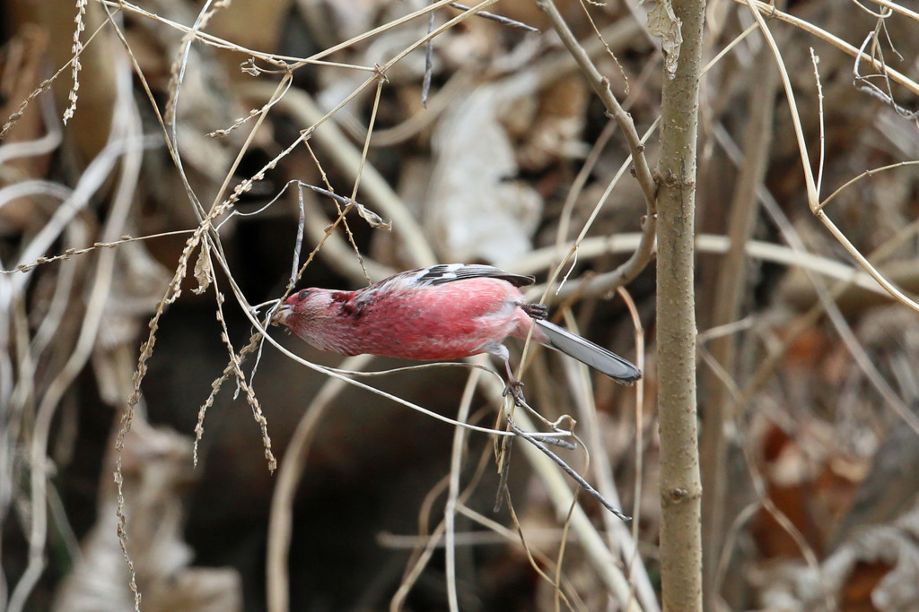 ベニマシコ♂-3