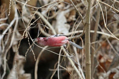 ベニマシコ♂-3