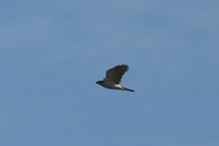 オオタカおなか