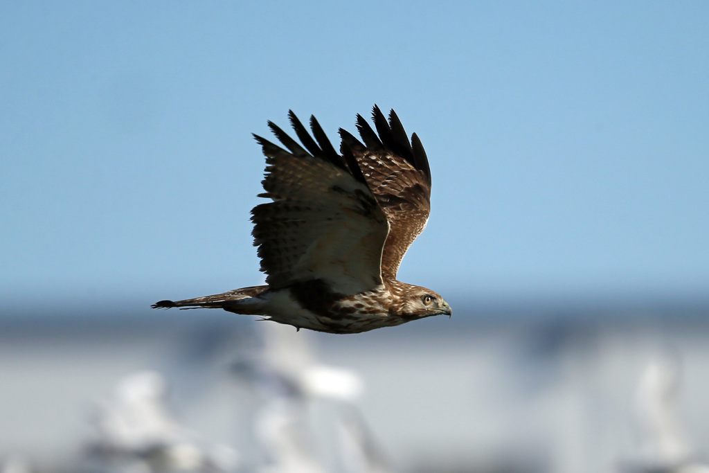 ノスリ図鑑図鑑写真