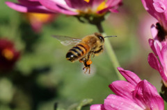 蜂さん後ろから