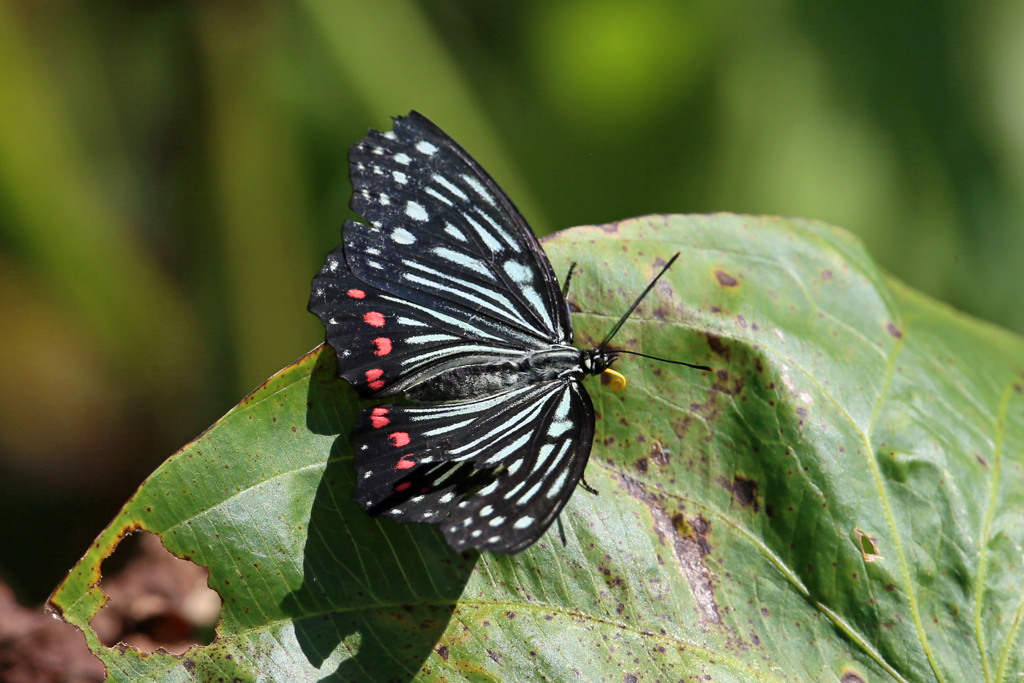 アカホシゴマダラチョウ