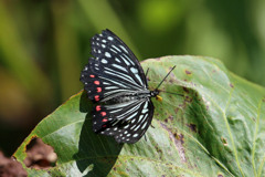 アカホシゴマダラチョウ
