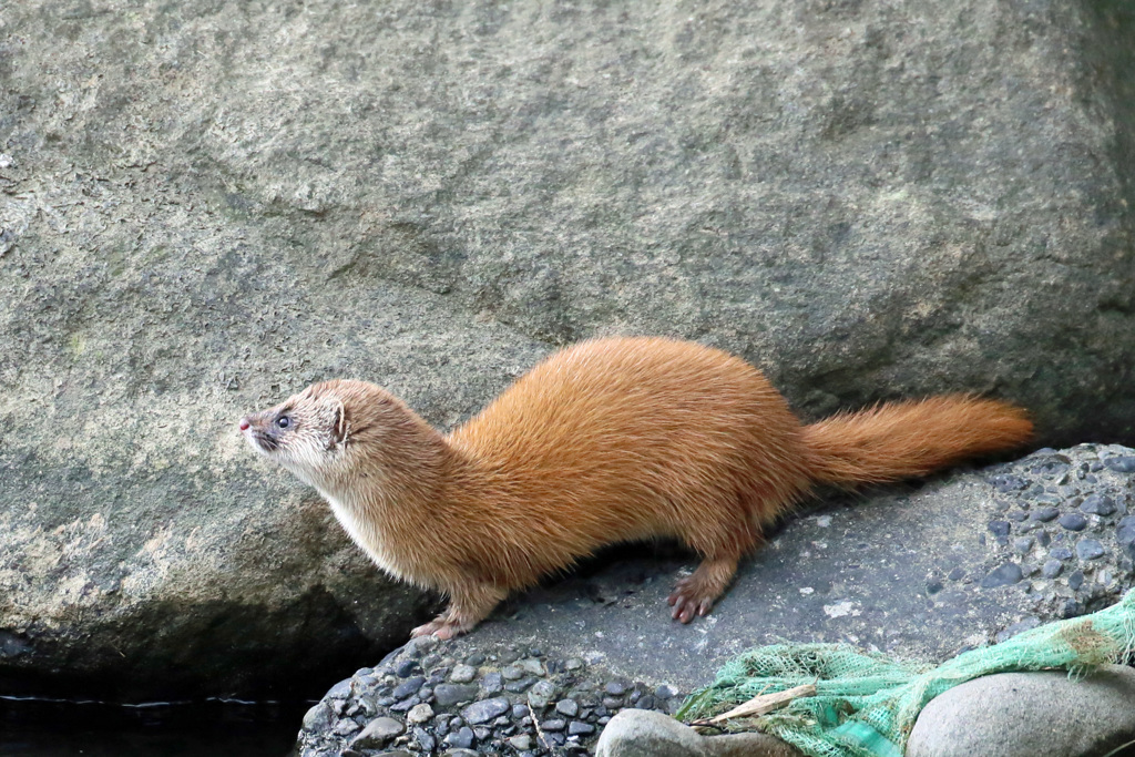 初めてのイタチ君-6