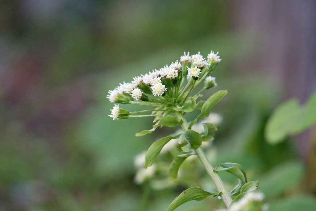 花さいちまった