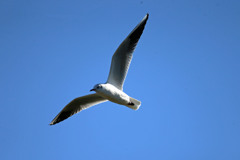 青空とユリカモメ