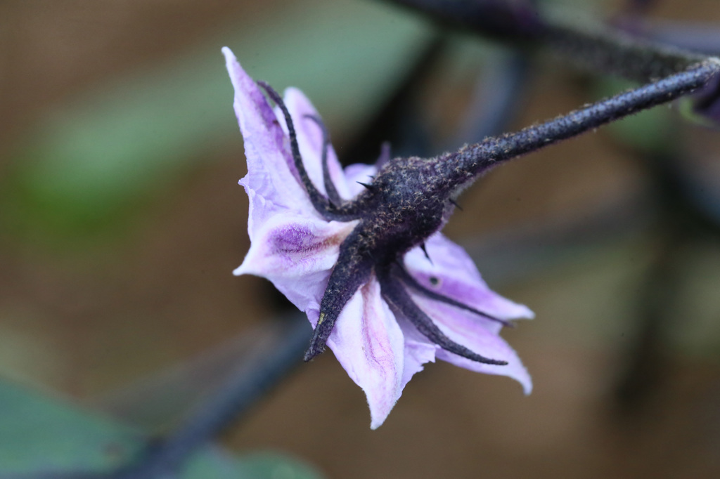 野菜の花その4