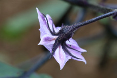 野菜の花その4