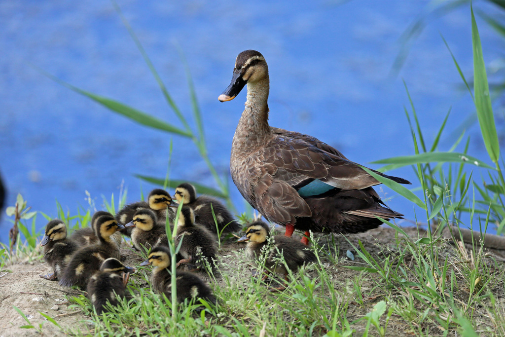 ただいま警戒中