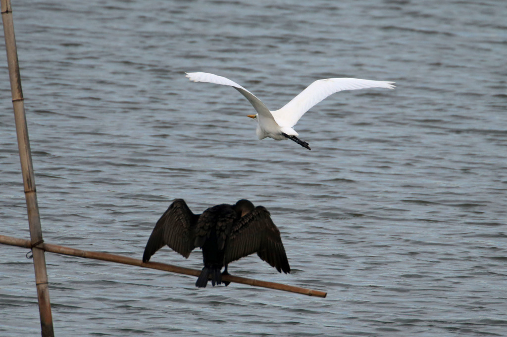 ダイサギさん待って～