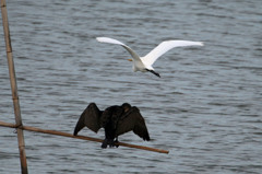 ダイサギさん待って～