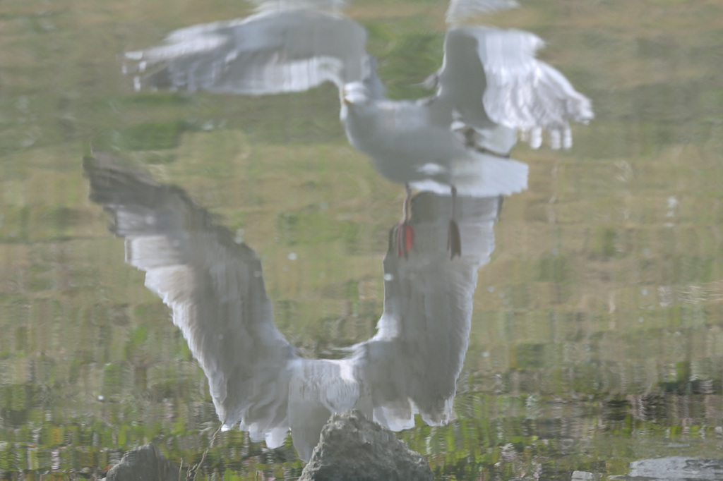 ソフトフォーカス