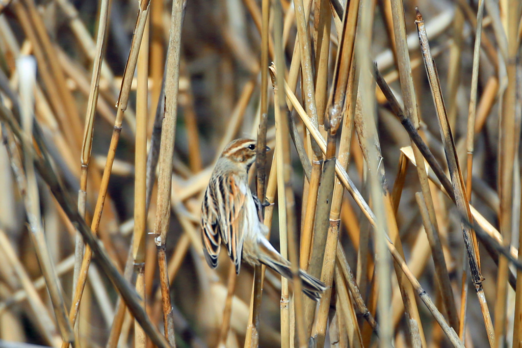 オオジュリン-4