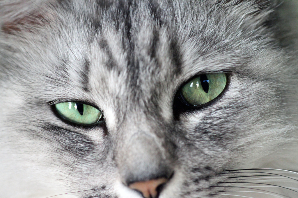 ニャニャちゃんアップで