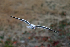 正面シリーズ-11