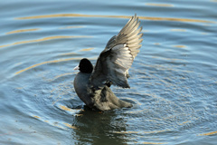 オオバン定番ポーズ-2