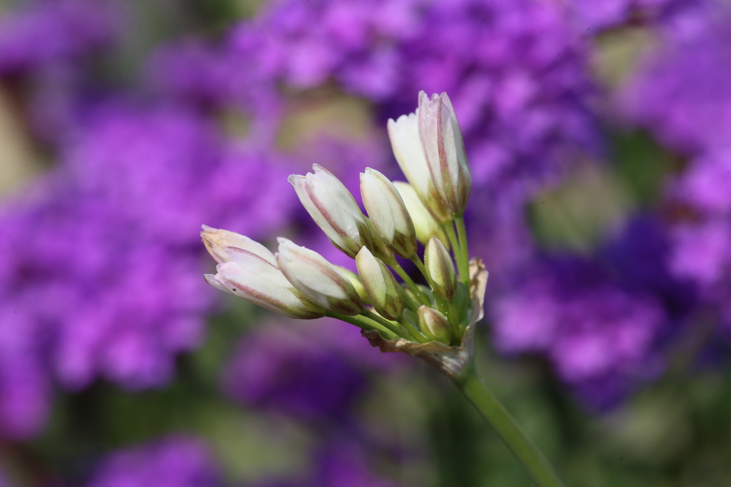 花の名前わかります