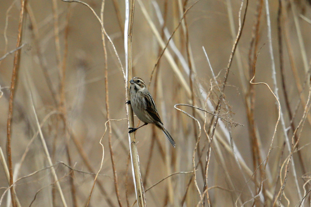 オオジュリン定番写真