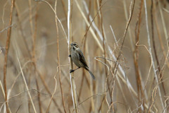 オオジュリン定番写真