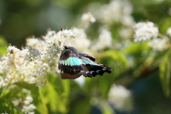 チョウが舞う-1